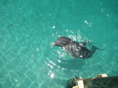One of the Blue Lagoon dolphins