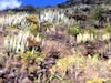 vegetation in Tenerife