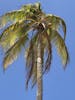 Palm in Aruba