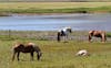 Icelandic Horses