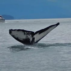 Whale watching in Juneau