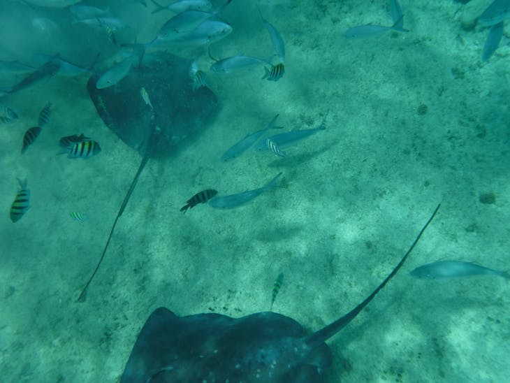 Cozumel, Mexico - Excursion - Everybody Loves Rays and Sharks!