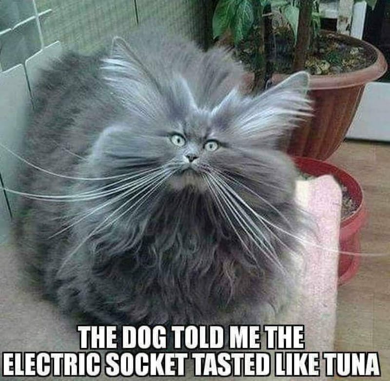 cat&electric.png?auto=format,compress