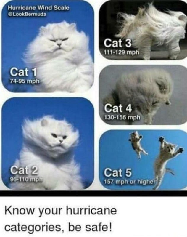 hurricane-cats-meme.jpg?auto=format,compress