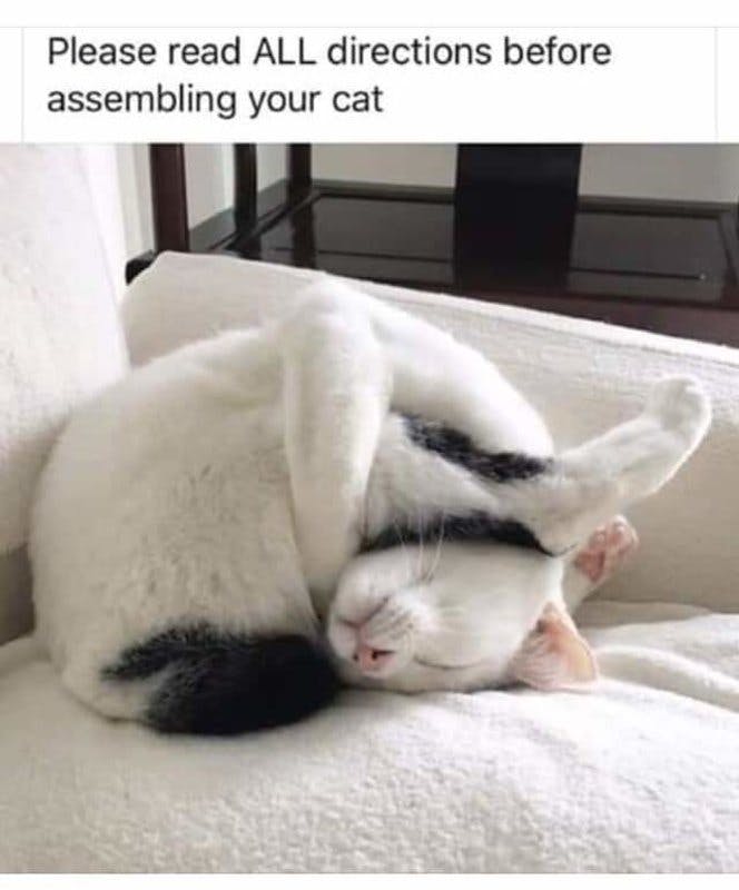 assembling cat.jpg?auto=format,compress