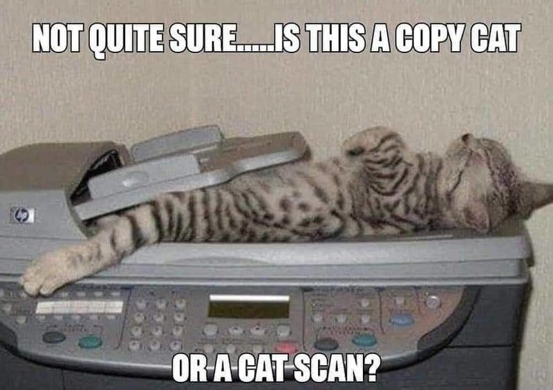 cat scan.jpg?auto=format,compress