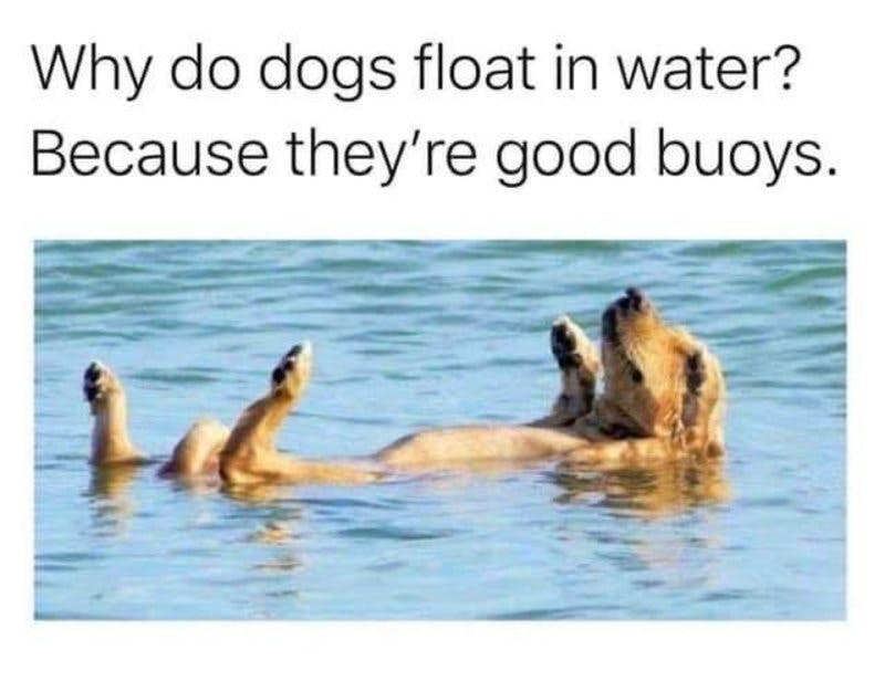 dogs float.jpg?auto=format,compress