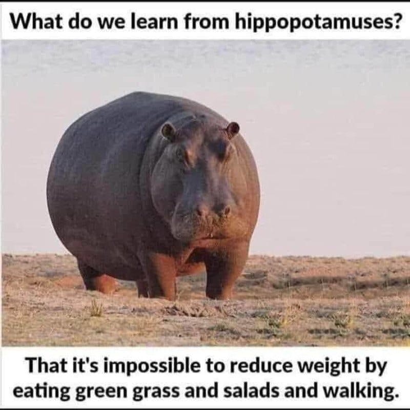 hippo.jpg?auto=format,compress