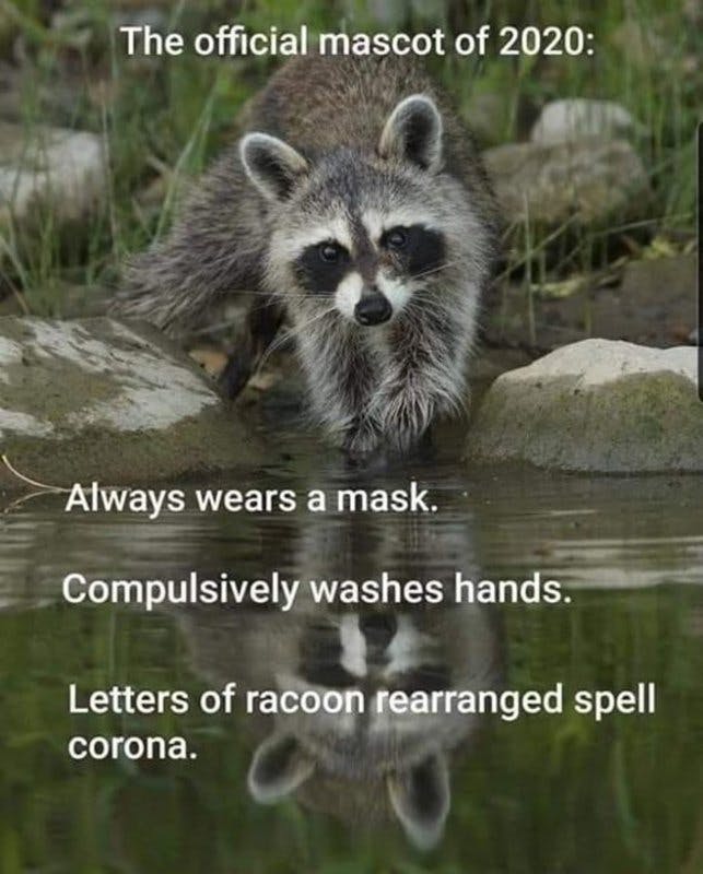 racoon.jpg?auto=format,compress