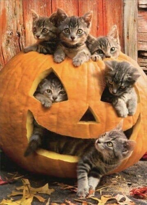 pumpkin & cats.jpg?auto=format,compress