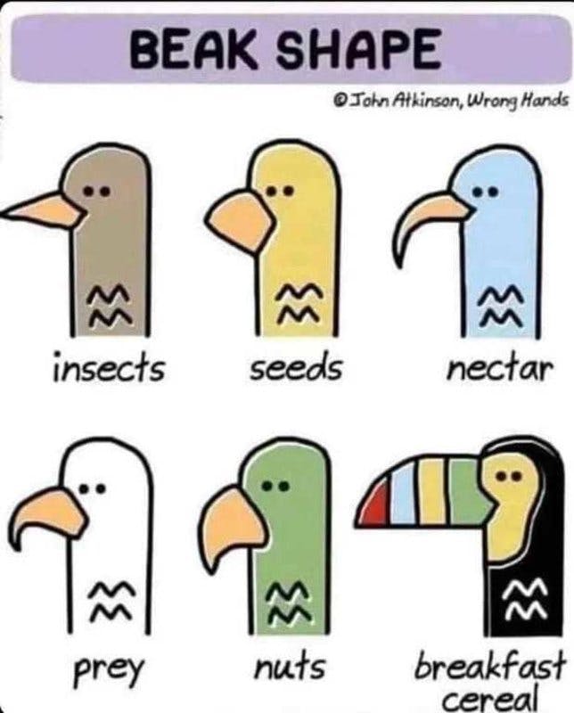 beak types.jpg?auto=format,compress