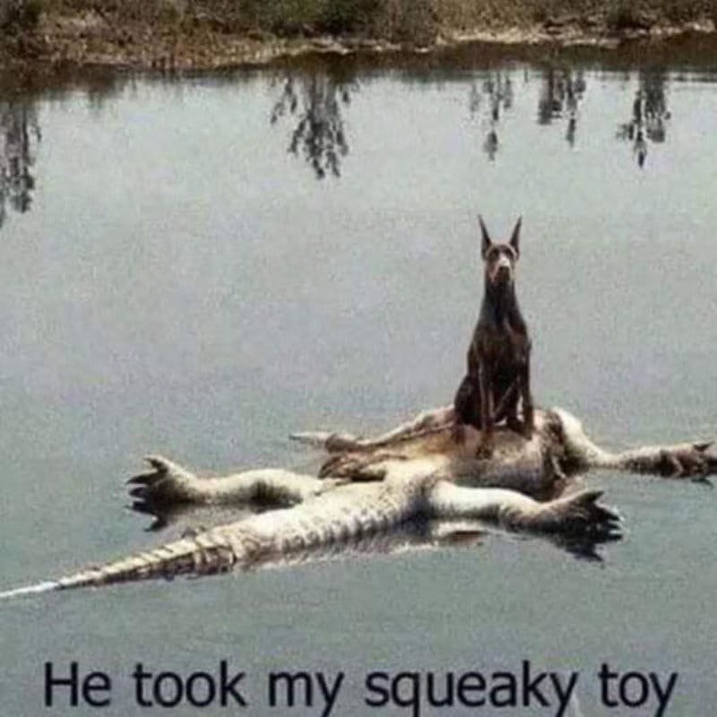 dog & alligator.jpg?auto=format,compress