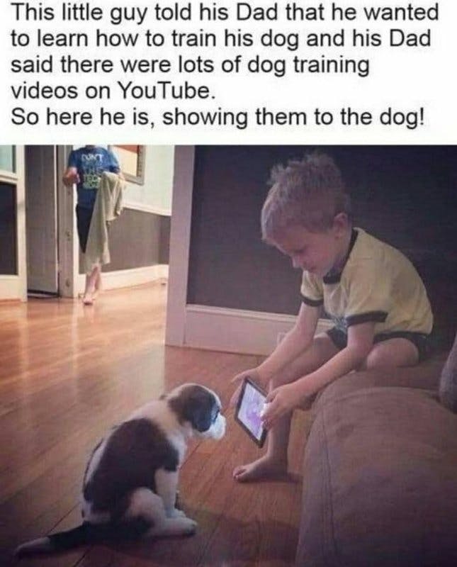 dog training.jpg?auto=format,compress