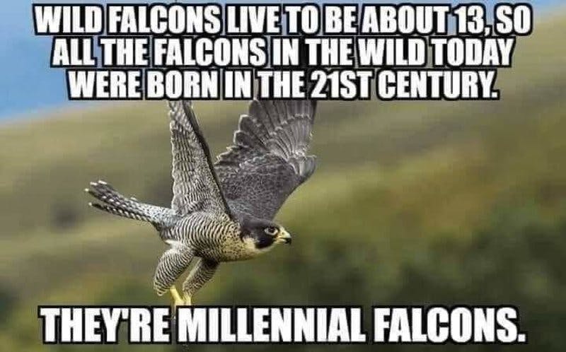 millenial falcons.jpg?auto=format,compress