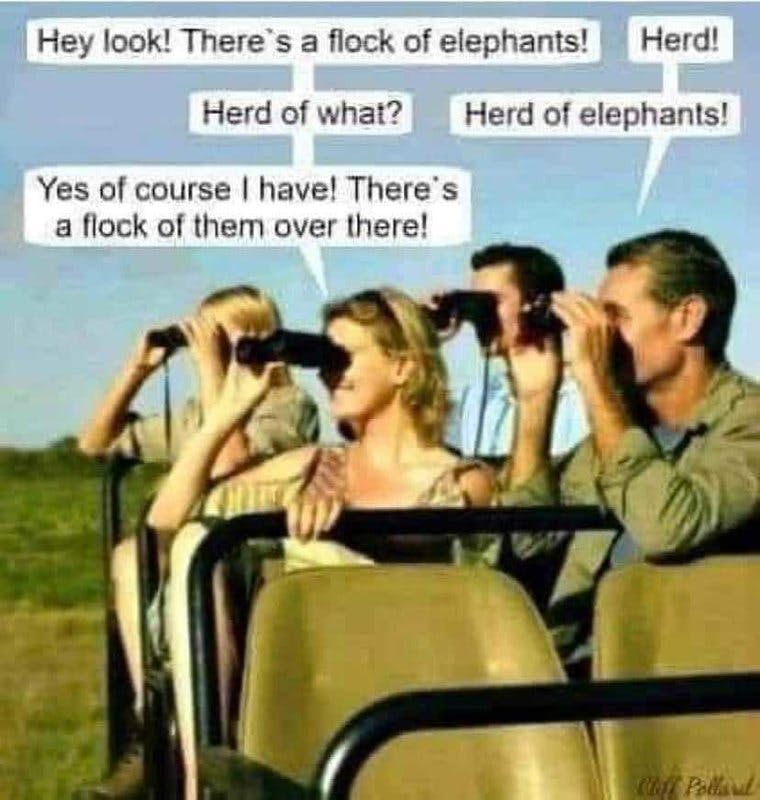 flock fo elephants.jpg?auto=format,compress