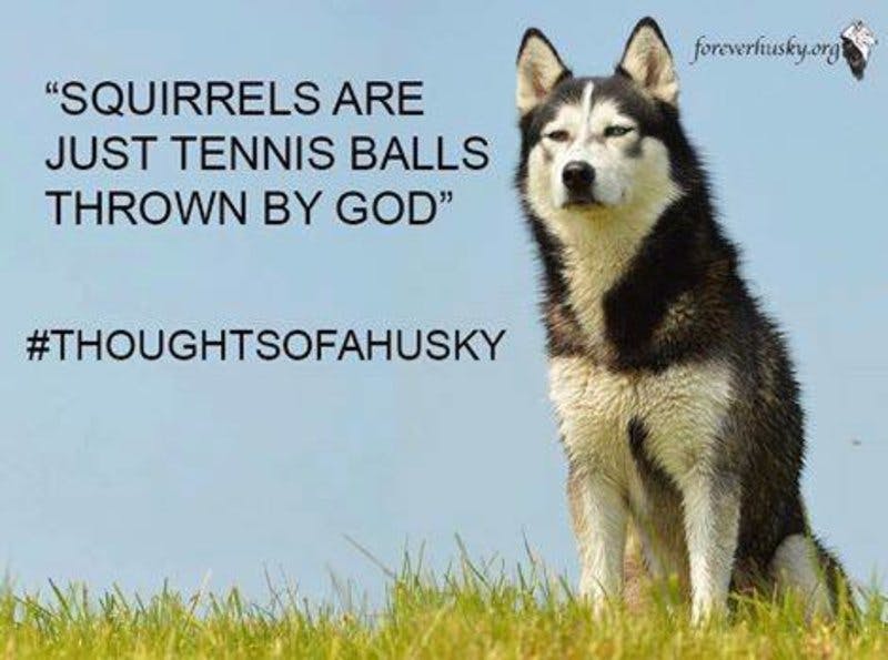 squirrels=tennisballs.jpg?auto=format,compress