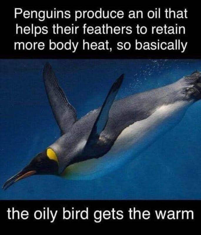 penguins.jpg?auto=format,compress