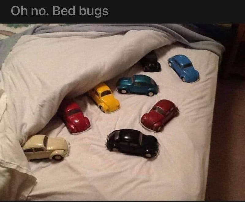 bed bugs.jpg?auto=format,compress