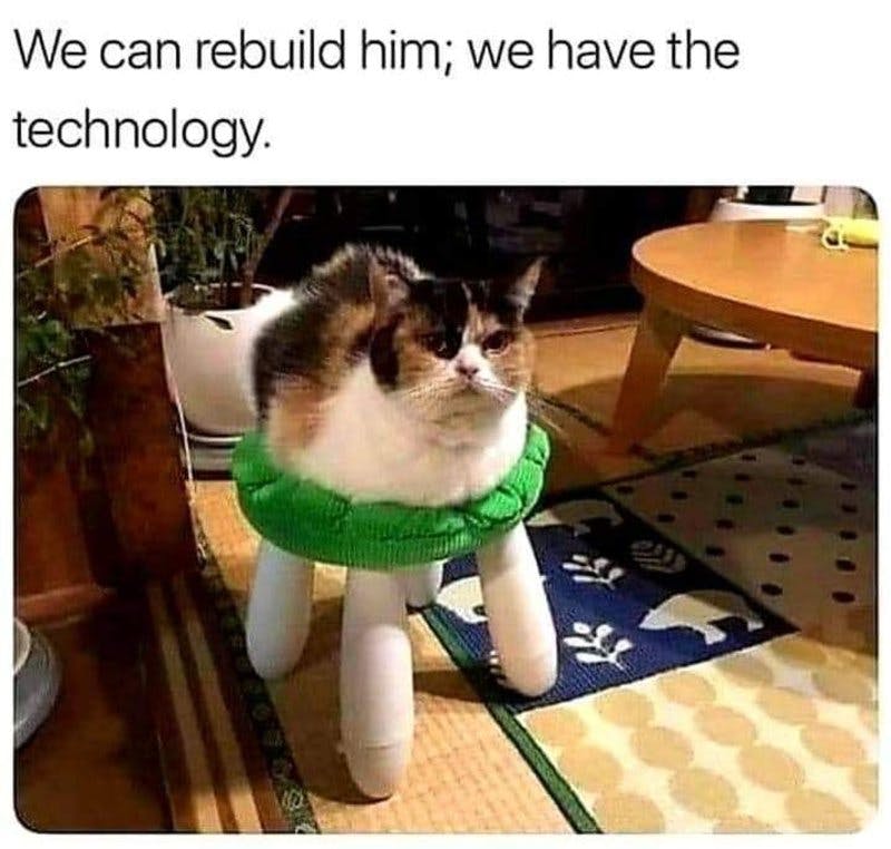 rebuild cat.jpg?auto=format,compress