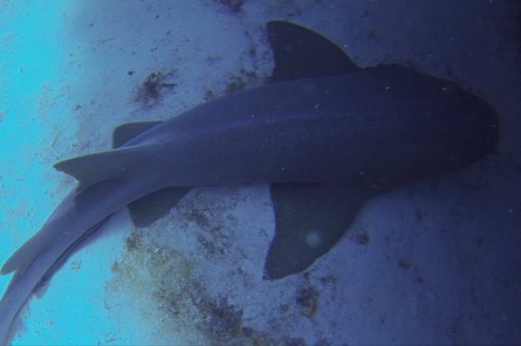 Cozumel, Mexico - Nerf shark Sleeping Cozumel