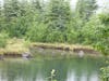 Mendenhall Glacier