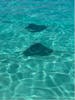 Stingray city