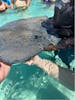 Up close and personal with a stingray