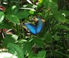 Iridescent blue butterfly 🦋 