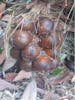 Snake fruit