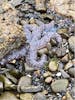 Starfish on the beach of Icy Strait Point