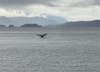 Whale watching tour through Alaska Tours