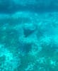 Mr. Sancho's snorkeling with a ray