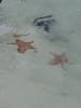 Loved seeing the Starfish