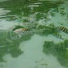 Here are fish that I was feeding cheerios too from my floating mat.