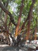 Banyan Tree