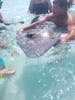 Swimming w/ Stingrays