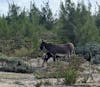 Wild donkey and her baby