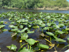 Everglades - Airboat tour