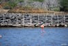 Wild Flamingo.  A natural sanctuary. 