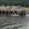 Whale feeding in the harbor