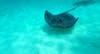 Stingray city