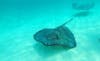 Stingray city