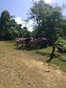 Rainforest horseback riding