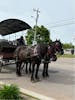 Horse Drawn Carriage Tour