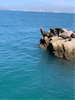 Catamaran Ride- Seals 