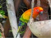 Aviary at Costa Maya 