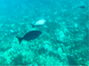 View from glass bottom boat