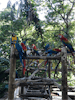 Lots of parrots !