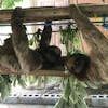 Sloths just hanging around .