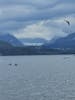 Whales, birds and glacier in one pic!